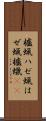 櫨蝋 Scroll
