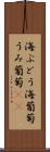 海ぶどう Scroll