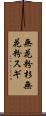 無花粉杉 Scroll