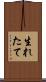 生れたて Scroll