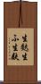 生麩 Scroll
