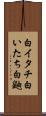 白イタチ Scroll