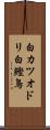 白カツオドリ Scroll