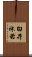 白井珠希 Scroll
