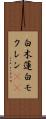 白木蓮 Scroll