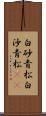 白砂青松 Scroll