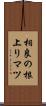 相良の根上りマツ Scroll