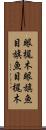 眼梶木 Scroll