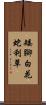 矮腳白花蛇利草 Scroll