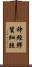 神經膠質細胞 Scroll