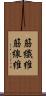 筋繊維 Scroll