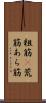 粗筋(P) Scroll