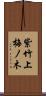紫竹上梅ノ木 Scroll