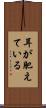 耳が肥えている Scroll
