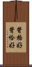 背格好 Scroll