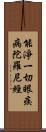 能淨一切眼疾病陀羅尼經 Scroll