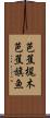 芭蕉梶木 Scroll