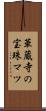 華蔵寺の宝珠マツ Scroll