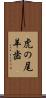虎の尾羊歯 Scroll