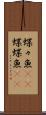 蝶々魚(rK) Scroll