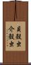 貝殻虫 Scroll