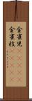 金雀児(ateji) Scroll