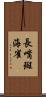長嘴斑海雀 Scroll