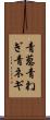 青葱 Scroll