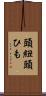 頭紐 Scroll