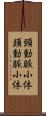 頸動脈小体 Scroll