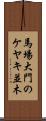 馬場大門のケヤキ並木 Scroll