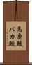 馬鹿鮫 Scroll