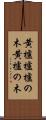 黄櫨 Scroll