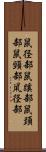 鼠径部 Scroll
