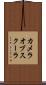 カメラオブスクーラ Scroll