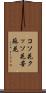 コソ花 Scroll