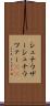 シュナウザー Scroll