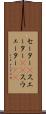 セーター(P) Scroll