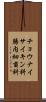チョウナイサイキン科 Scroll