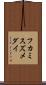フカミスズメダイ Scroll