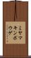 ミヤマキンポウゲ Scroll