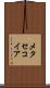 メタセコイア Scroll