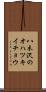 八木沢のオハツキイチョウ Scroll