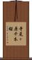 寺尾ヶ原千本桜 Scroll