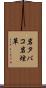 岩タバコ Scroll