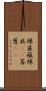 辣韮 Scroll