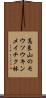高良山のモウソウキンメイチク林 Scroll