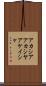 アカシア Scroll