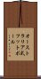 オーストラリア式フットボール Scroll