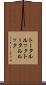 トータルルック Scroll